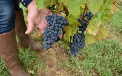 Ouverture spéciale pendant les vendanges : visites et dégustations gratuite