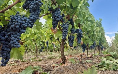| LES VENDANGES APPROCHENT |