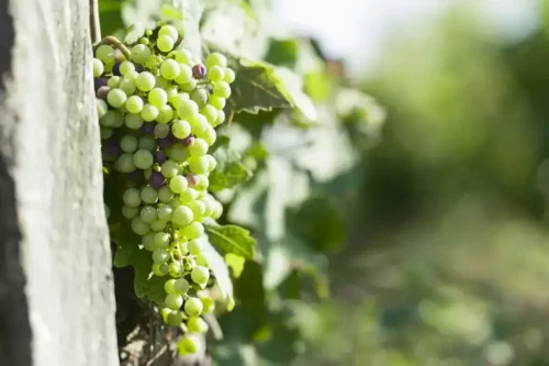 Chateau Carmanere vigne