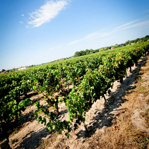 Chateau Carmenere vigne 07