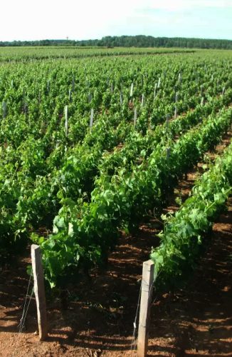 Chateau Carmenere vigne