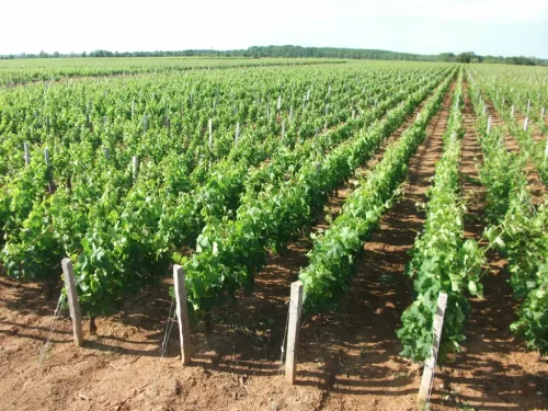 Vignoble-du-Chateau-Carmenere