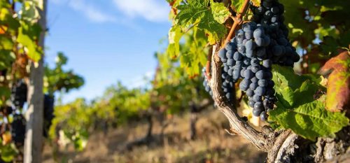 chateau-carmenere raisin