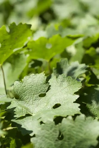 chateau-carmenere vigne