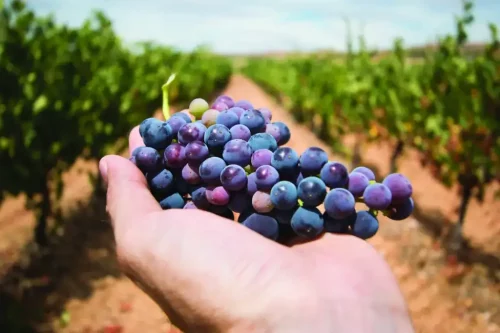 main-homme-tient-grappe-raisin-dans-vignoble-1